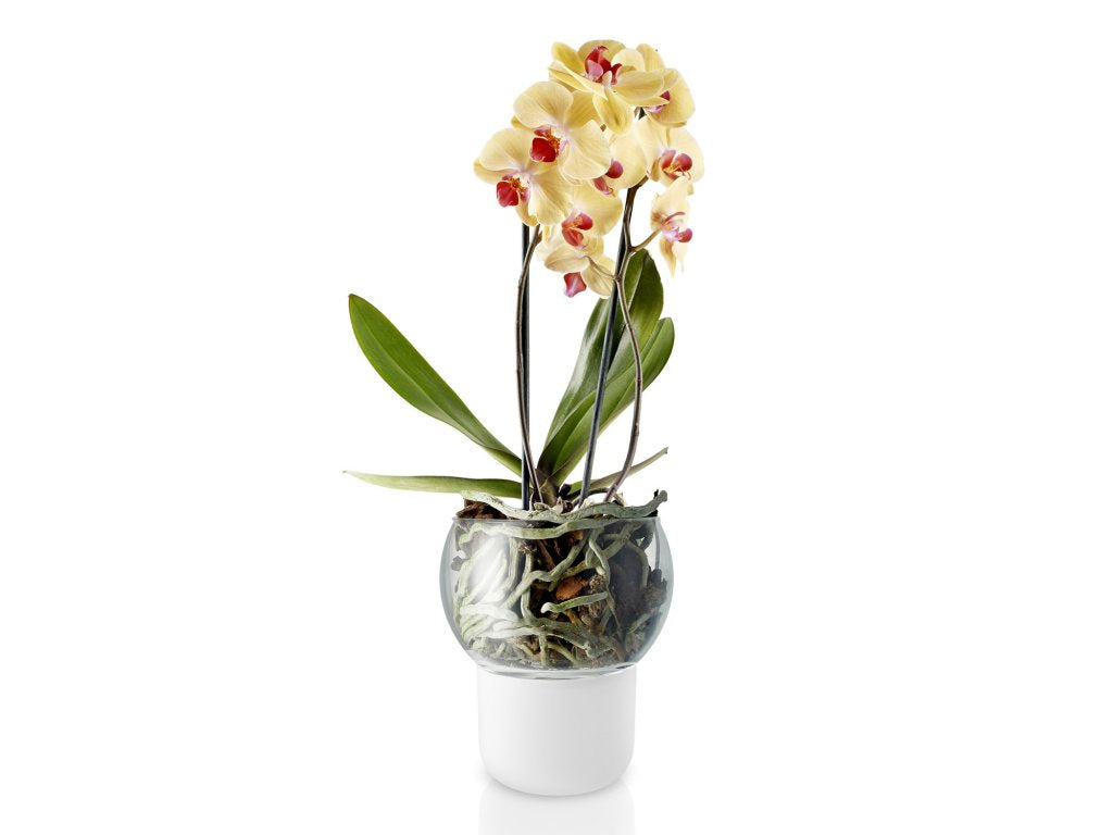 Eva Solo Självvattnande blomkruka 15 cm, för orkidéer, glas