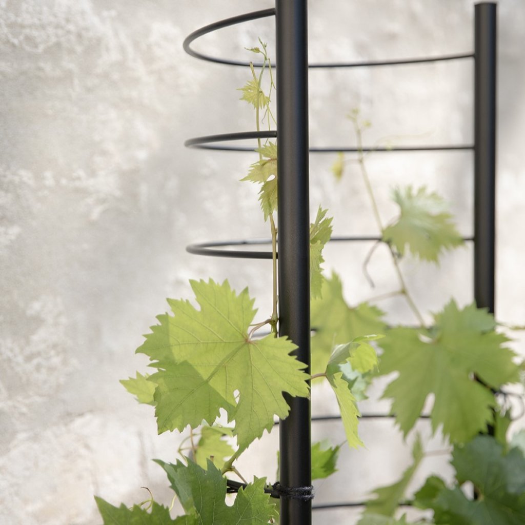 Eva Solo Stöd för växter SIMPLY GROW 42 x 145 cm, svart, stål